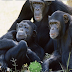 Funny Chimpanzee Jungle Escape