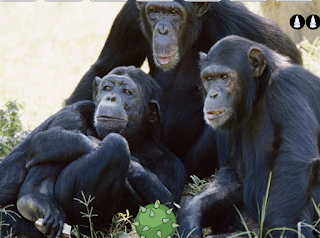 Jugar Funny Chimpanzee Jungle Escape