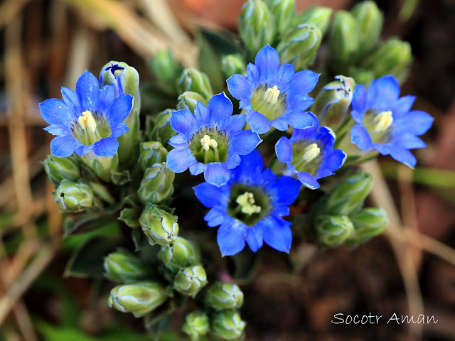 Gentiana zollingeri