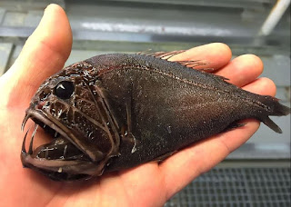 Fangtooth Fish | Jenis Ikan Laut Dalam yang Mungkin Kalian Belum Ketahui