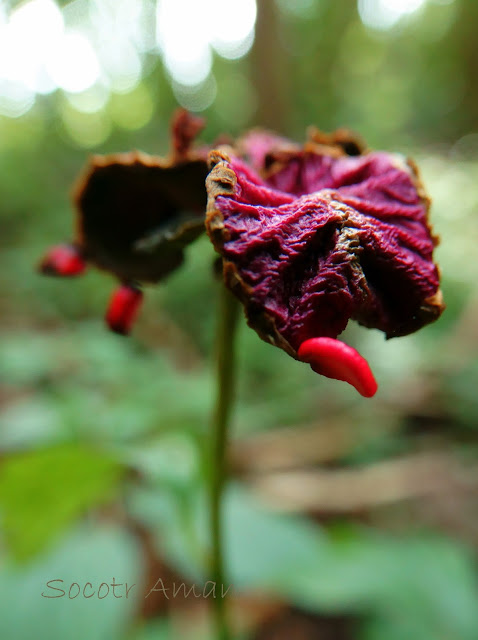 Paeonia obovata