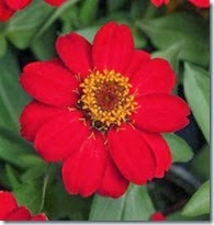 zinnia_zahara_scarlet_22