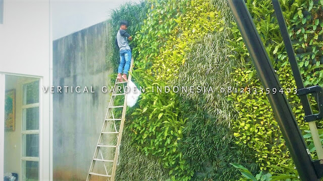 VERTICAL GARDEN INDONESIA SPESIALIS JASA PEMBUATAN VERTICAL GARDEN DI KLATEN JAWA TENGAH DAN DI SELURUH WILAYAH JAWA TENGAH DENGAN TENAGA YANG PROFESIONAL DAN DAPAT DI PERCAYA YANG SELALU MENGUTAMAKAN SEBUAH MUTU DAN KUALITAS PEMASANGAN VERTICAL GARDEN/TAMAN DINDING, JASA TUKANG TAMAN VERTICAL KLATEN JAWA TENGAH, JASA VERTICAL GARDEN KLATEN JAWA TENGAH