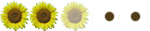 Girasol (2'5)