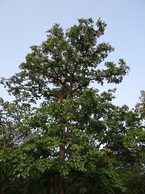 Arjuna tree uses,arjun tree