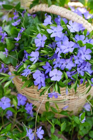 cos rustic cu flori mov toporasi sachiiu  rustic basket violet flowers