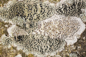 Lichens on a tree high on Kemsing Down, 12 April 2014.