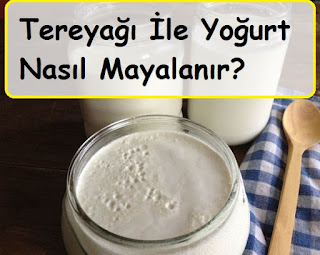 Tereyağı İle Yoğurt Nasıl Mayalanır