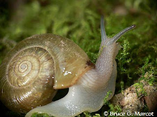 armyista fidyah mollusca