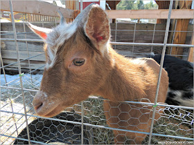 Granja de Sirope de Arce: Zona Animales