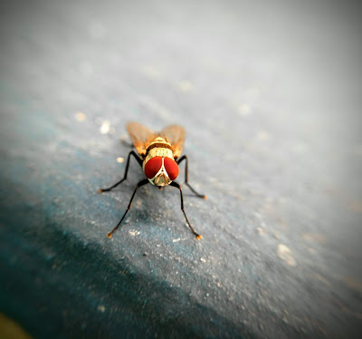 CandyKlickz: interesting facts of fly