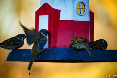 Eurasian Tree Sparrows on lighthouse feeder photo by mbgphoto