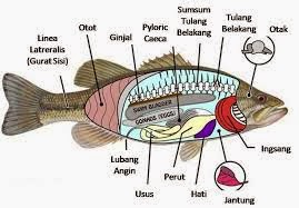  CIRI CIRI  UMUM HEWAN  KELAS PISCES IKAN HEWAN  