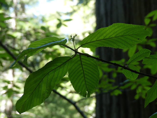 deeply ridged leaves