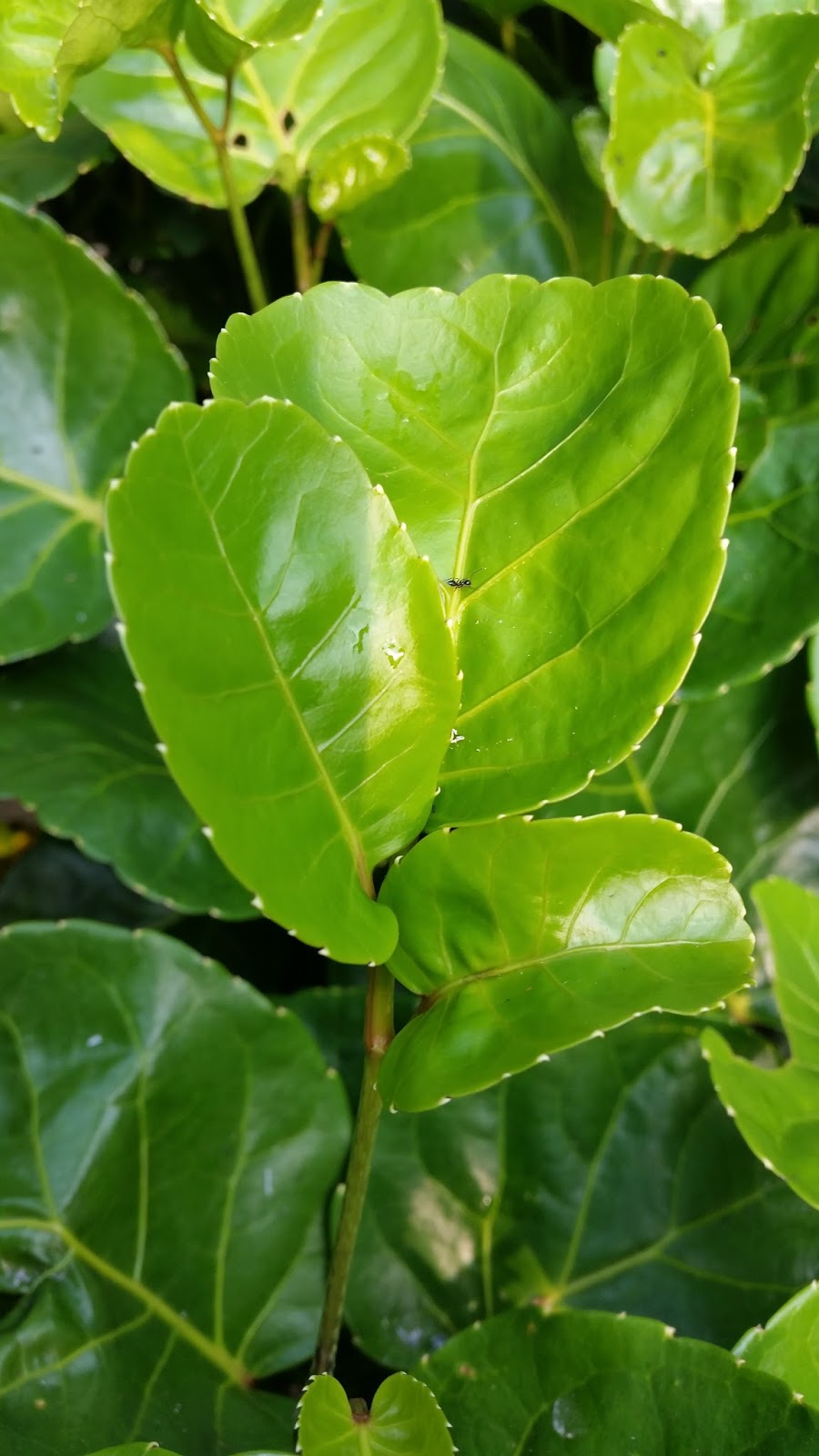 Warisan Petani Pokok Puding Semangkuk