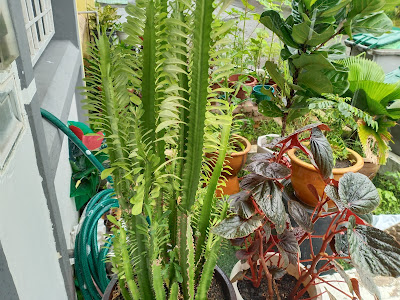 Tambah Pokok Kaktus Dan Bunga Ati-Ati Di Laman Rumah