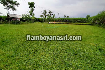 harga rumput jepang per meter