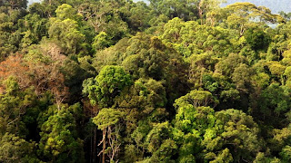 Contoh ekosistem darat adalah ekosistem hutan contoh ekosistem 