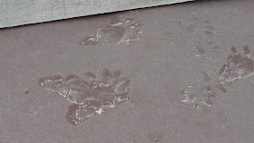 raccoon footprints on chicken coop egg hatch.