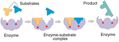 How an enzyme works