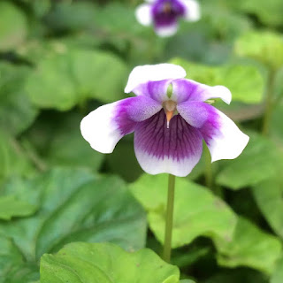 Violet in Glasgow Botanic Gardens