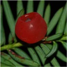 PYew Berry