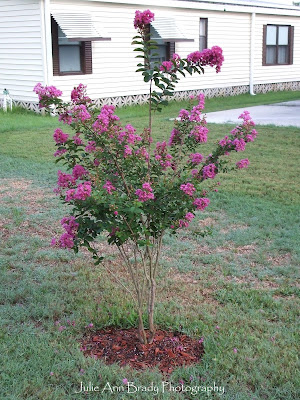 Miss Sandra Crape Myrtle with Fuchsia Blossoms at 3 months