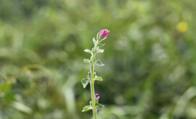 Annual Clary Sage