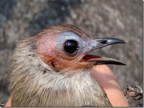 pajaro290709afp_456_336