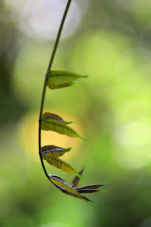 Tropical Leaf Bokeh