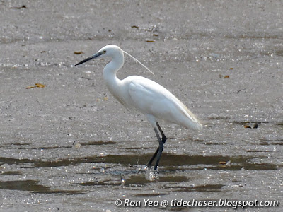 Little Egret (Egretta garzetta)