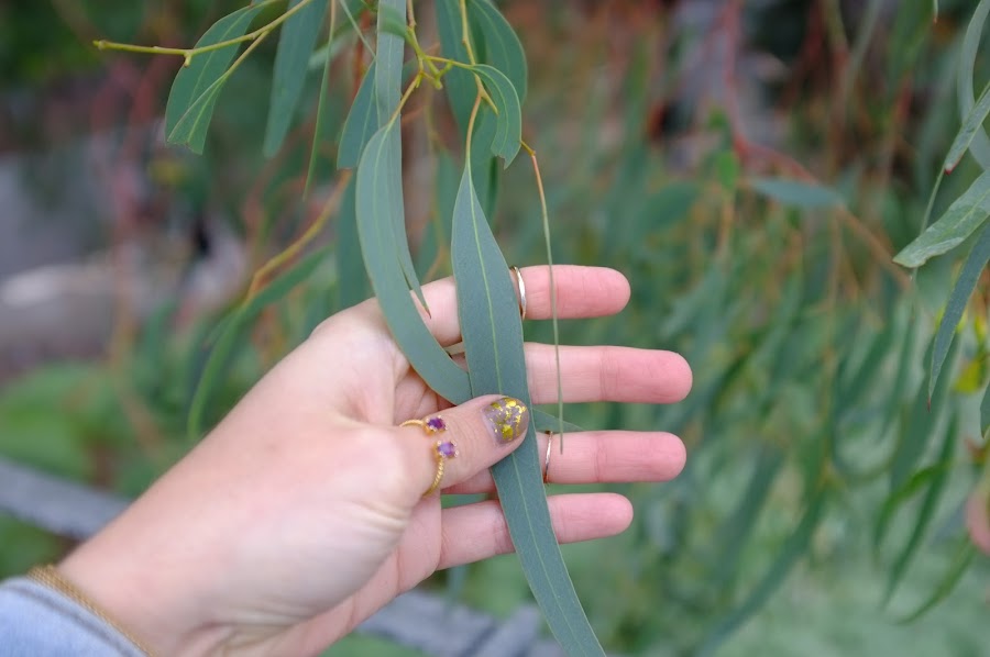 eucalyptus leaves smell