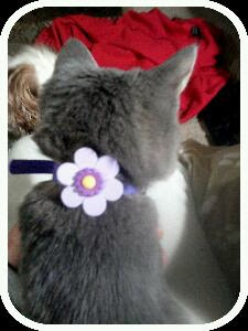 gray kitten with a purple collar with a flower