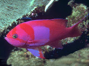 There are more than 27,000 identified species of fish. (red fish)