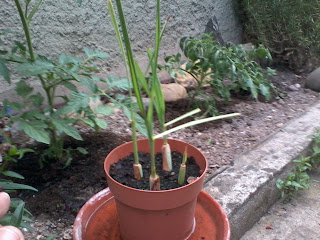 Lemongrass Transplanting