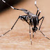 Πώς τα κουνούπια άλλαζαν την ιστορία!