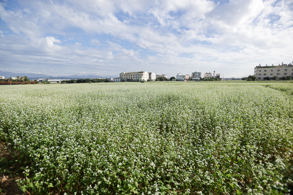 台中霧峰蕎麥花海超夢幻，33公頃浪漫12月雪搭配田園風光好好拍