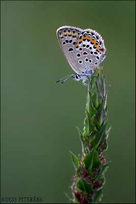 Viršu zilenītis (Plebejus sp.)