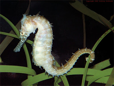 White Sea Horse