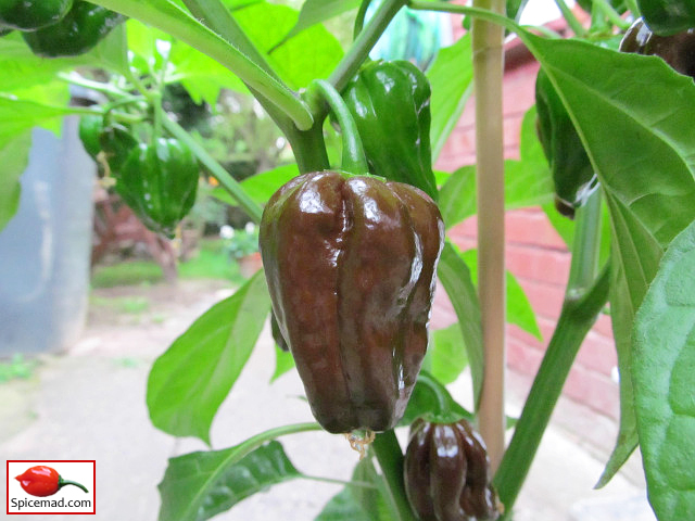 Chocolate Habanero - 14th August 2021