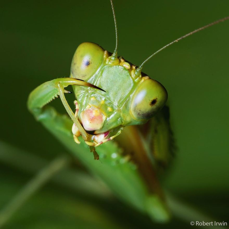 Incredible Pictures By 14-Year Old Robert Irwin, Son Of Steve Irwin And Award-Winning Photographer