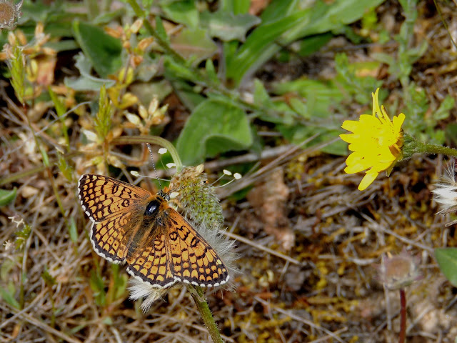 Melitaea cinxia