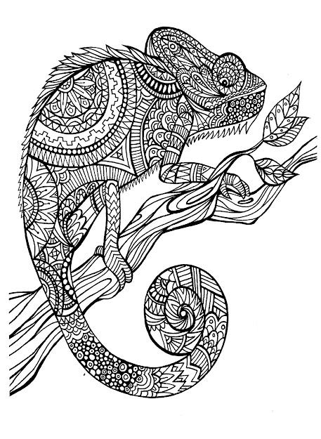 Image Animals Coloring Adult Cameleon Patterns 