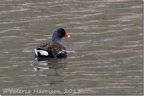 21-moorhen