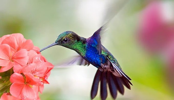 Leyenda del colibrí, pescador de almas