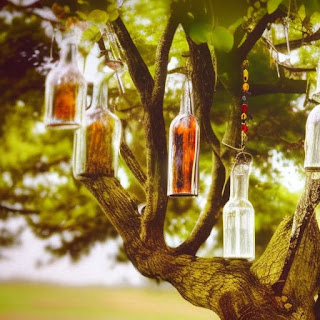 Discover the captivating world of bottle trees in Africa