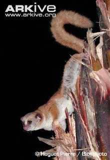 Cheirogaleus major