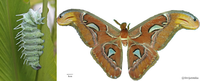 Kupu Gajah, Si Ramarama (Ulat Sitataru, Hileud Sibabataru), Atlas Moth