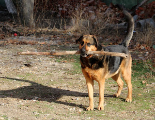 Rambo and his epic stick