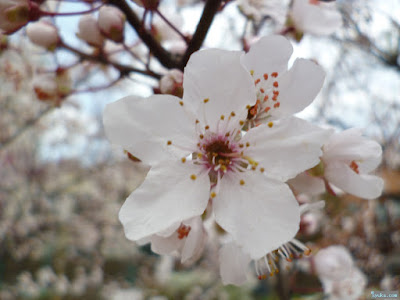 桃園公園の桃の花